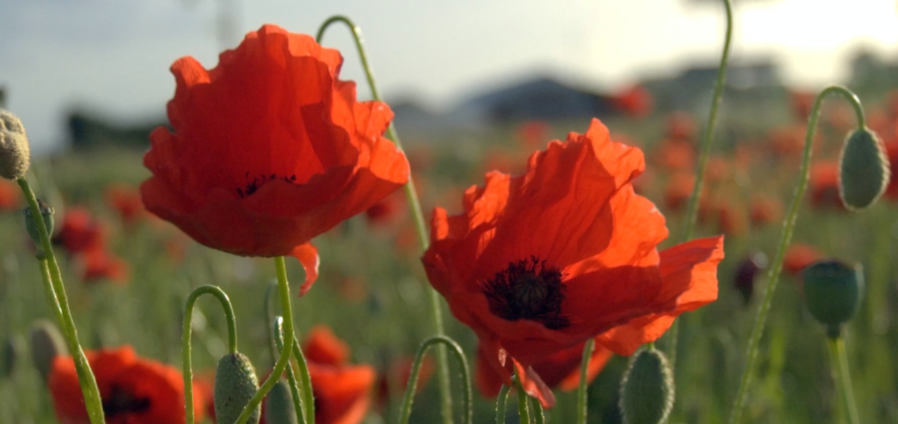 remembrance poppies growing in field